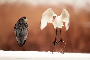 Leucorodia: Grey heron facing an Eurasian Spoonbill that take