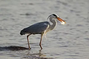 Unconcerned: Grey Heron - with fish - the heron uses the back