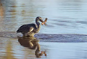 Delta: Grey Heron - with fish prey