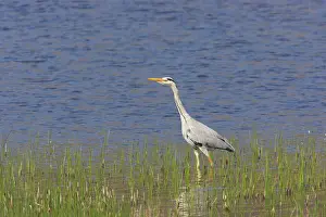 Lochs: Grey Heron - Fishing by side of loch
