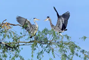 Squabbling: Grey Heron - two fledgelings squabbling on branch