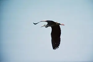 Wolfgang Wagner: GREY HERON - in flight