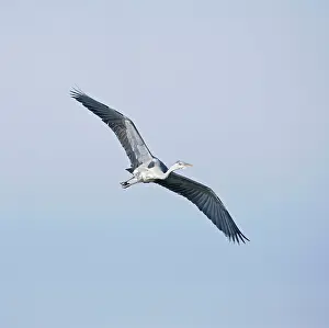 Ardea: Grey Heron - in flight