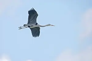 Ardea: Grey Heron - in flight