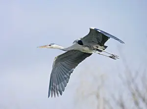 Ardea: Grey Heron - in flight