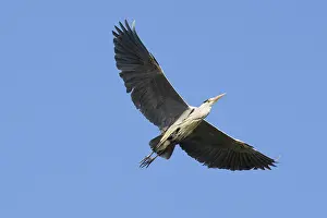 Ardea: Grey Heron flight