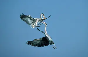 Combat: Grey HERON - two in flight, in combat