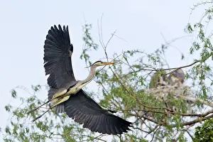 Heronry: Grey Heron - in flight towards heronry with nest material