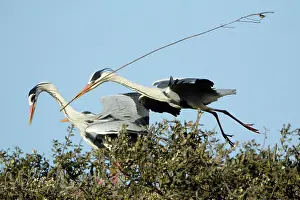 Partner: Grey Heron - in flight, about to land at nest with