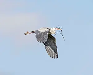 Ardea: Grey Heron - in flight with nest material