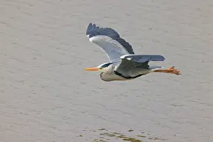 Ardea: Grey Heron - in flight over water Ardea cinerea