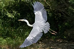 Trailing: Grey Heron - flying with legs trailing