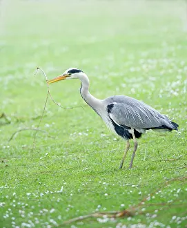 Ardea: Grey Heron - gathering nest material