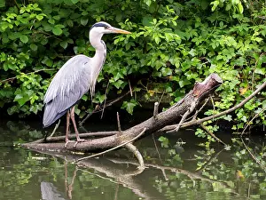 Canal: Grey Heron - Grand Union canal Birmingham UK