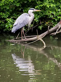 Canal: Grey Heron - Grand Union canal Birmingham UK