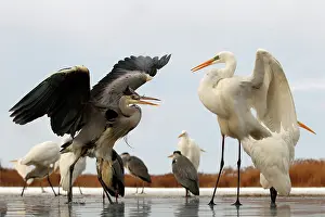 Albus: Grey Heron against a Great Egret
