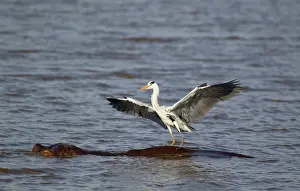 Landed: Grey Heron - The heron just landed on the back