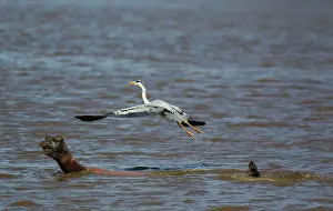 Turns: Grey Heron - The heron used the back of the hippopotamus