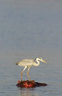 Unconcerned: Grey Heron - The heron uses the head of the unconcerned
