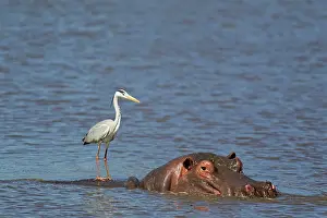 Unconcerned: Grey Heron - The heron uses the back of the unconcerned