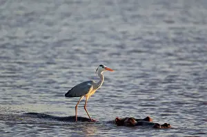 Unconcerned: Grey Heron - The heron uses the back of the unconcerned