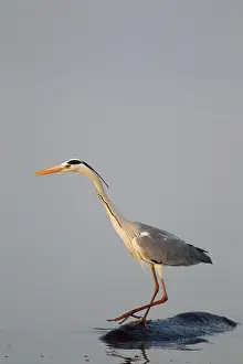 Unconcerned: Grey Heron - The heron uses the back of the unconcerned