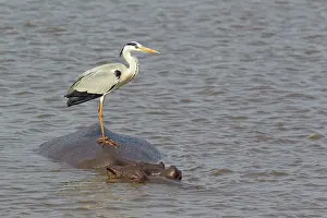 Unconcerned: Grey Heron - The heron uses the back of the unconcerned