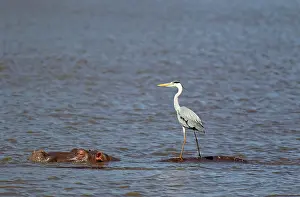 Unconcerned: Grey Heron - The heron uses the back of the unconcerned