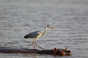 Unconcerned: Grey Heron - The heron uses the back of the unconcerned