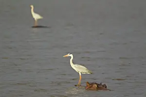 Unconcerned: Grey Heron - The heron uses the back of the unconcerned