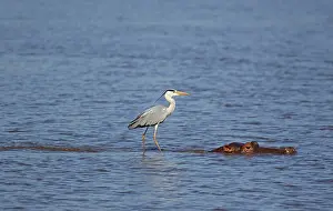 Unconcerned: Grey Heron - The heron uses the back of the unconcerned
