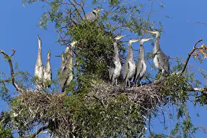 Heronry: Grey Heron - heronry