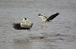 Rival: Grey Heron - Hostile attack of a heron and flight