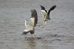 Rival: Grey Heron - Hostile attack of a heron and flight