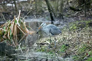 Catches: Grey Heron - Juvenile catches Common Toad (Bufo bufo)