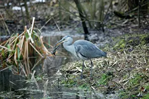Catches: Grey Heron - Juvenile catches Common Toad (Bufo bufo)