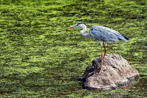 Gonarezhou: Grey Heron in Kruger National park