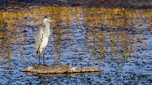 Gonarezhou: Grey Heron in Kruger National park