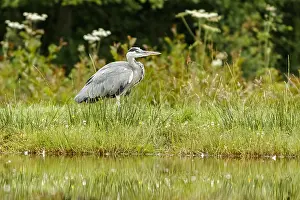 190917: Grey Heron - on lake shore - Scotland, United Kingdom