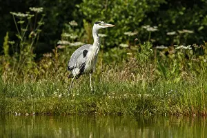 190917: Grey Heron - on lake shore - Scotland, United Kingdom