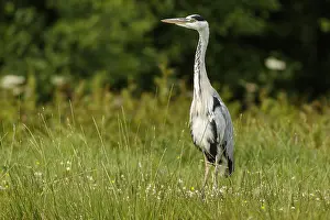 Cinerea: Grey Heron - on lake shore - Scotland, United Kingdom