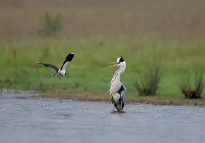 Lapwings: Grey Heron - Lapwing (vanellus vanellus) attacking