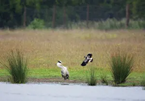 Lapwings: Grey Heron - Lapwing (Vanellus vanellus) attacking