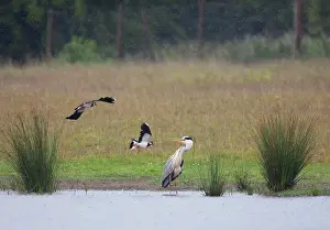 Lapwings: Grey Heron - Lapwings (Vanellus vanellus) attacking