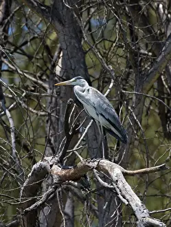Naivasha: Grey heron perched on dead tree