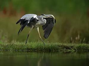 Neck: Grey Heron - by pool - August