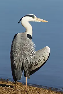 Lakeshore: Grey Heron - preening at the lakeshore