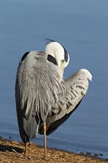 Lakeshore: Grey Heron - preening at the lakeshore