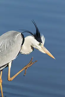Lakeshore: Grey Heron - preening at the lakeshore