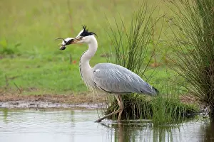 Lapwings: Grey Heron - Preying on Lapwing chick